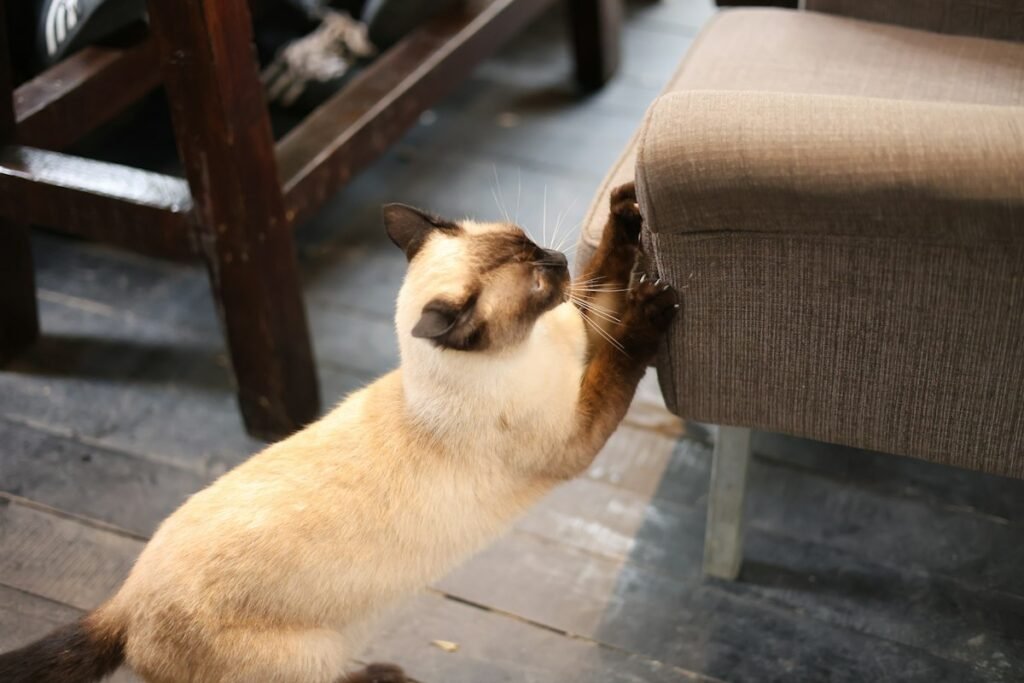 Pulgas em gato de apartamento
