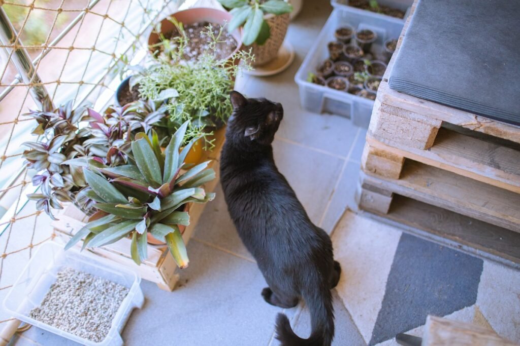 Pulgas em gato de apartamento: como elas chegam e como prevenir