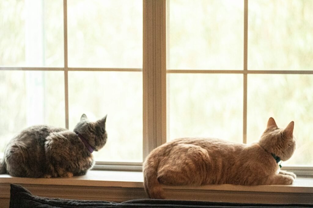 Pulgas em gato de apartamento