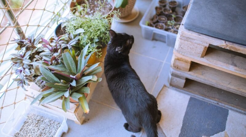 Pulgas em gato de apartamento: como elas chegam e como prevenir