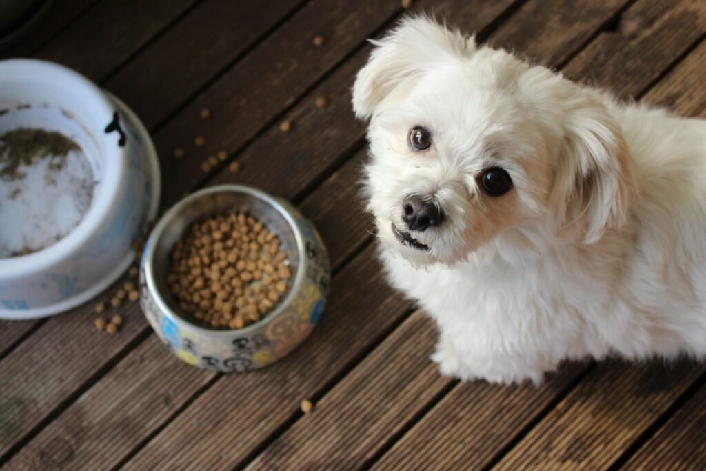 Quantas vezes por dia alimentar o cachorro: guia por idade e porte