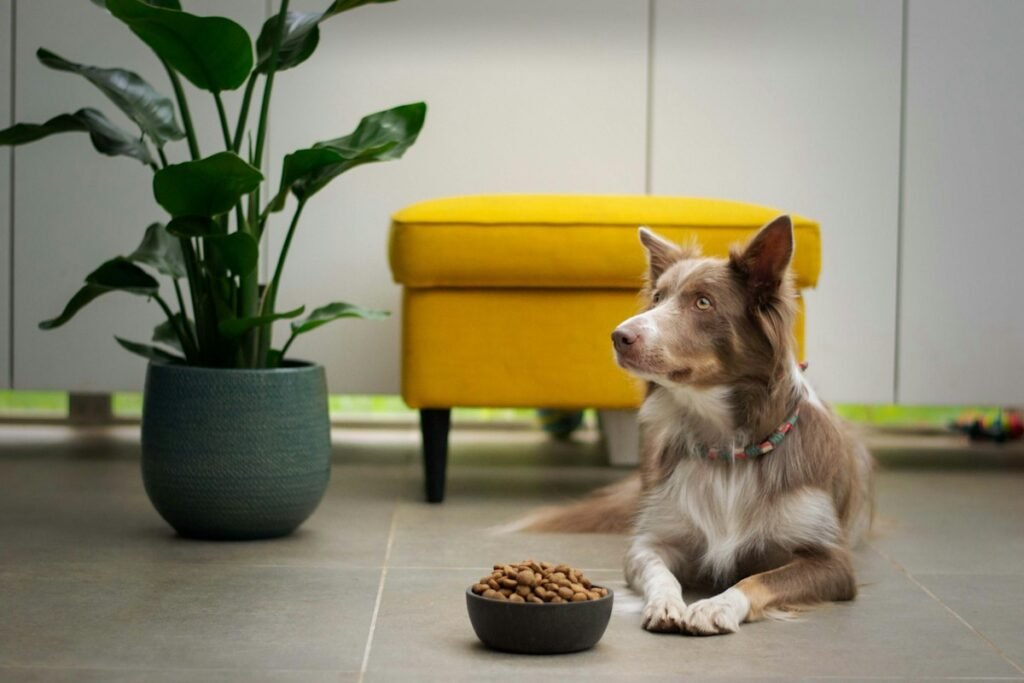 Quantas vezes por dia alimentar o cachorro