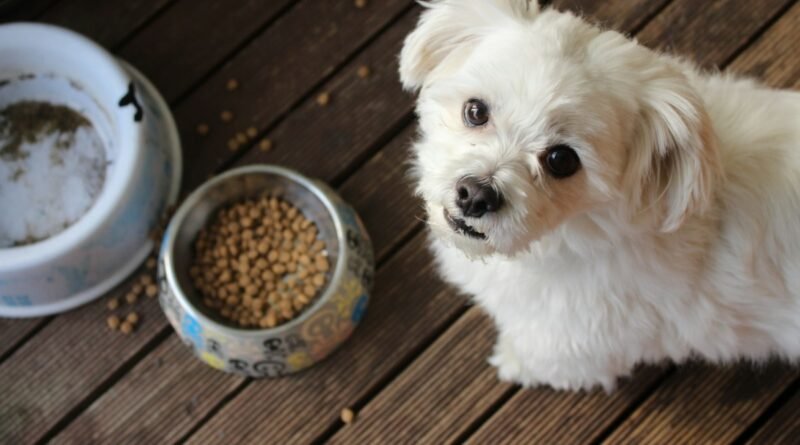 Quantas vezes por dia alimentar o cachorro: guia por idade e porte