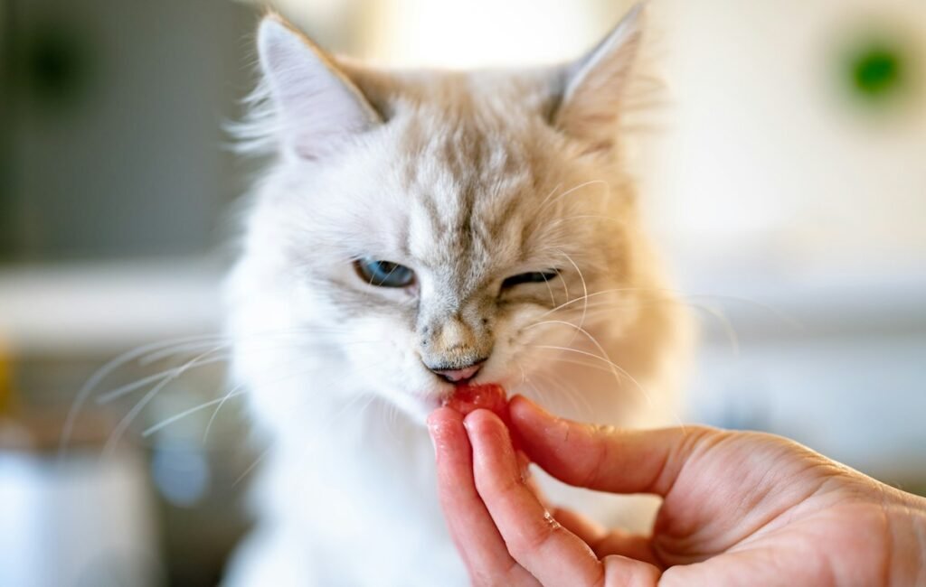 Petiscos para gatos