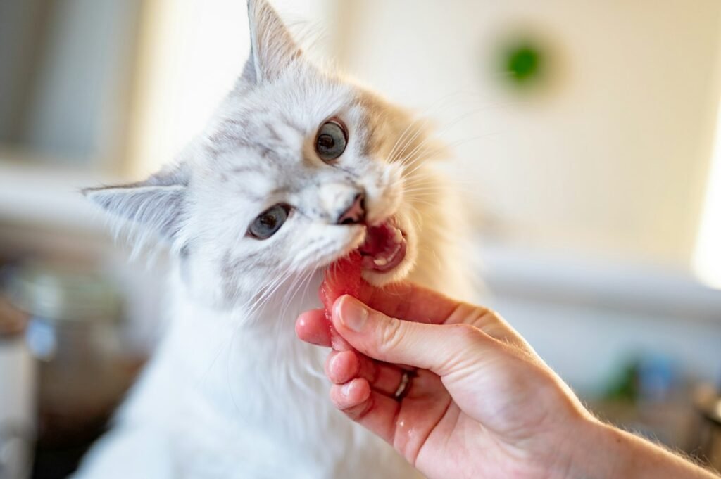 Petiscos para gatos: quantos pode dar por dia sem prejudicar a saúde