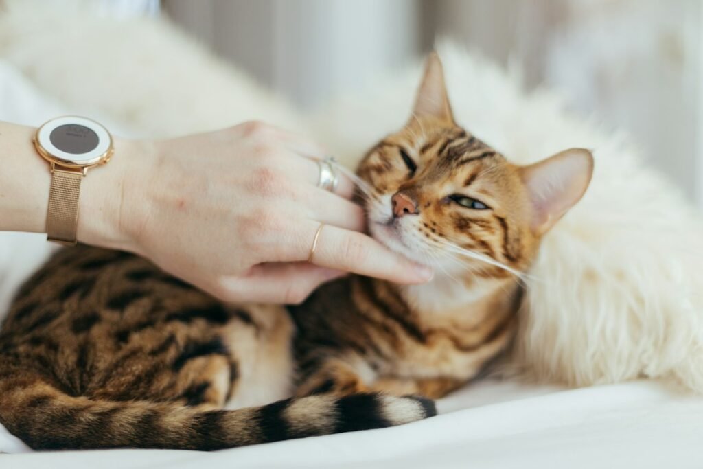 Petiscos para gatos