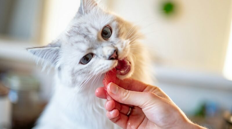 Petiscos para gatos: quantos pode dar por dia sem prejudicar a saúde