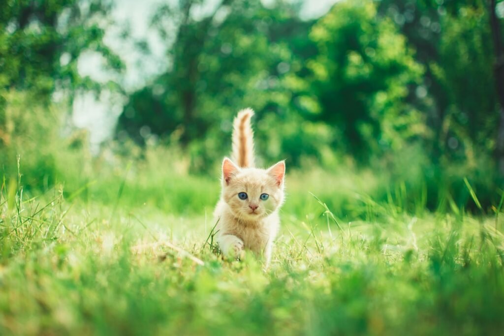 Ração para filhote de gato