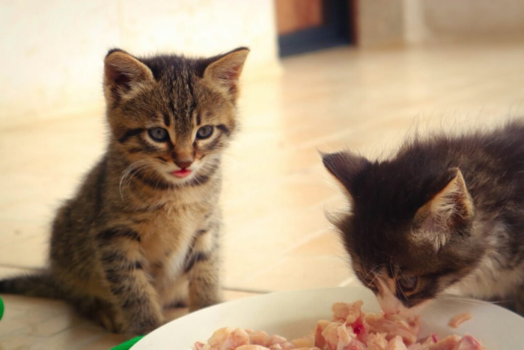 Ração para filhote de gato: como escolher e quando trocar para a fase adulta