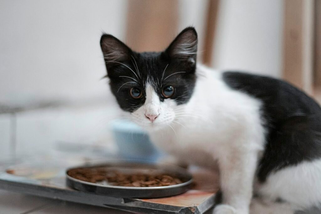 Ração para filhote de gato