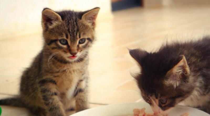Ração para filhote de gato: como escolher e quando trocar para a fase adulta