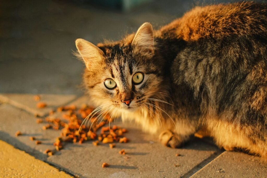 Ração standard, premium ou super premium: qual a diferença para gatos