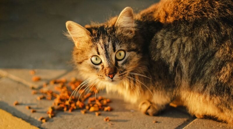 Ração standard, premium ou super premium: qual a diferença para gatos
