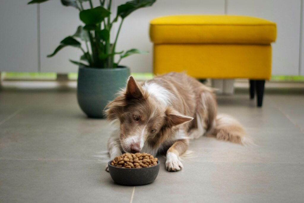 Ração úmida para cachorro