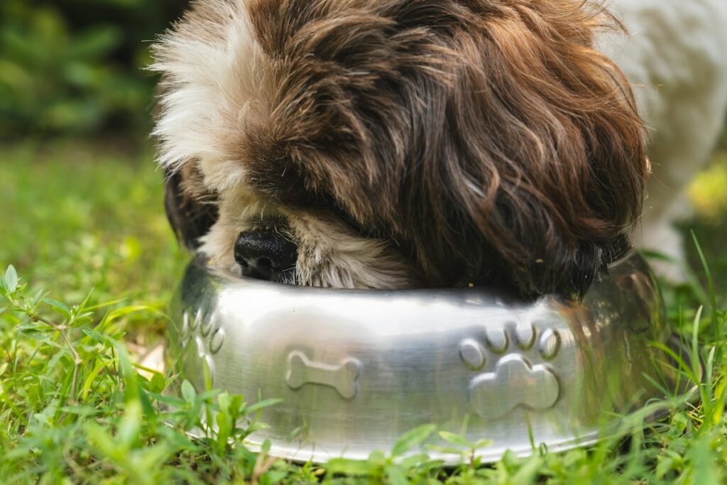 Ração úmida para cachorro