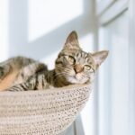 Tipos de areia para gato: granulada, fina, sílica ou biodegradável?