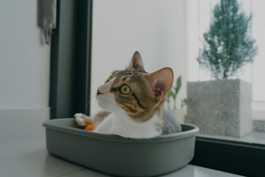 Tipos de areia para gato