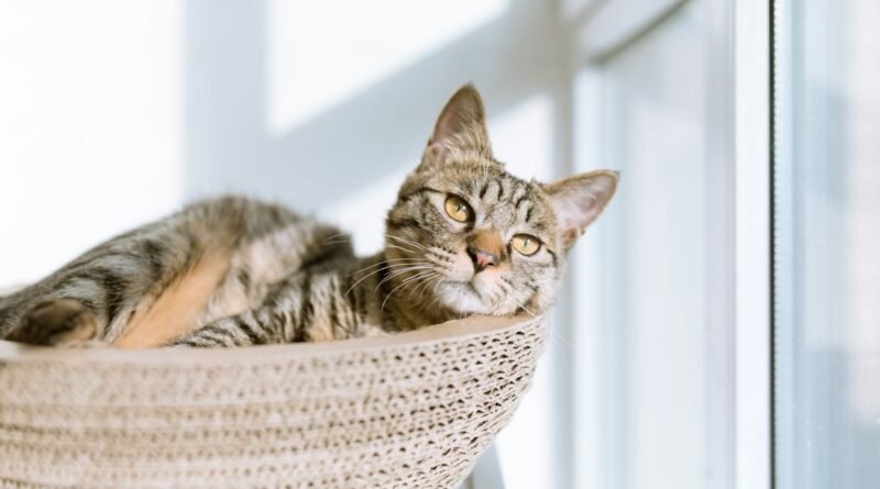Tipos de areia para gato: granulada, fina, sílica ou biodegradável?