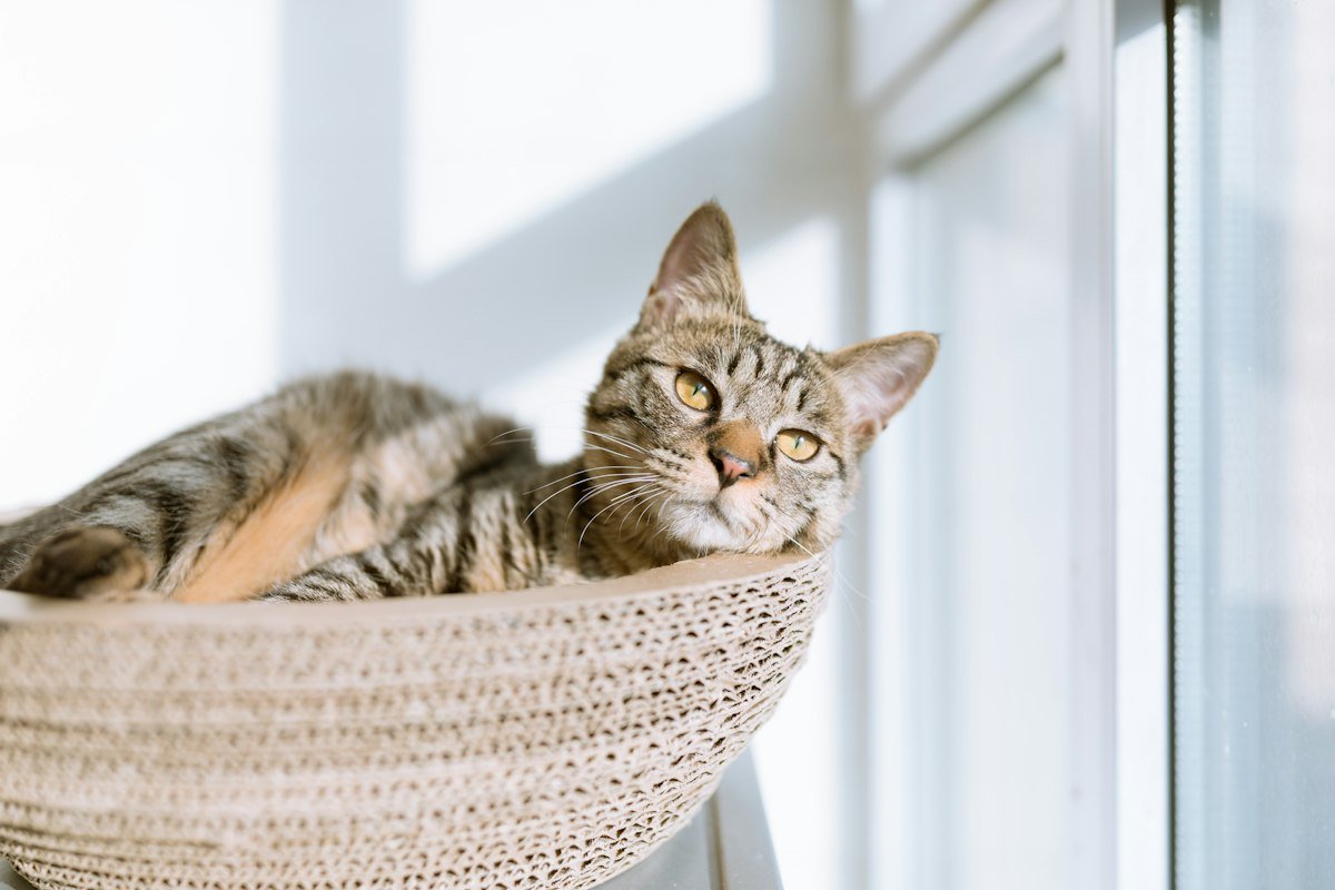 Tipos de areia para gato: granulada, fina, sílica ou biodegradável?