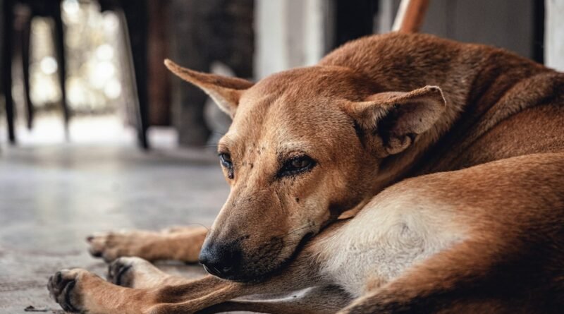 Vermes em cachorro: sintomas, riscos e cuidados com a vermifugação