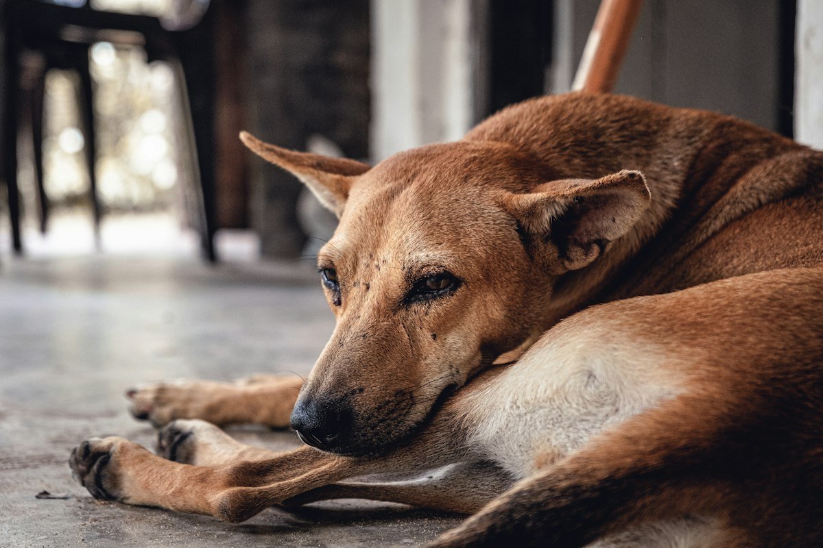 Vermes em cachorro: sintomas, riscos e cuidados com a vermifugação