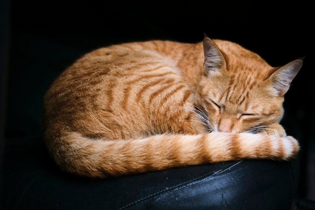 Vermifugação de gatos