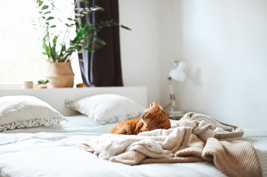 Vermifugação de gatos: por que até o gato de apartamento precisa