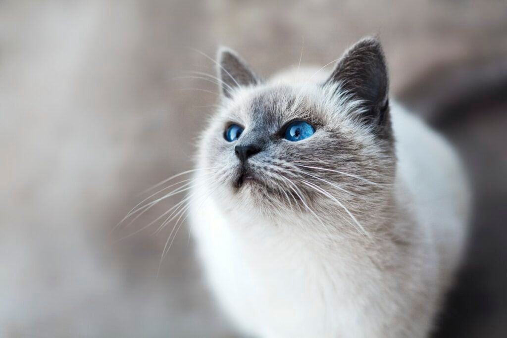 Vermifugação de gatos
