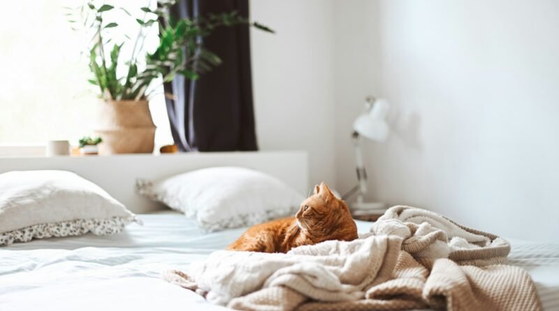Vermifugação de gatos: por que até o gato de apartamento precisa