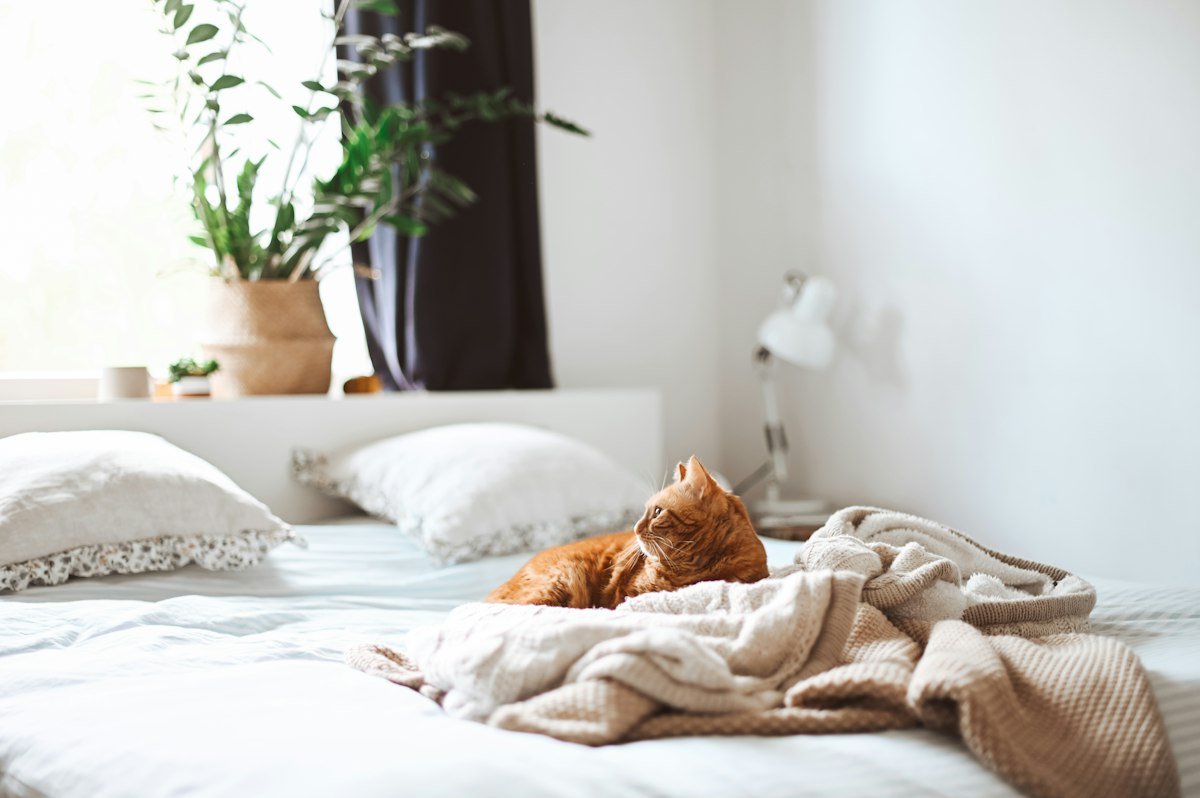 Vermifugação de gatos: por que até o gato de apartamento precisa