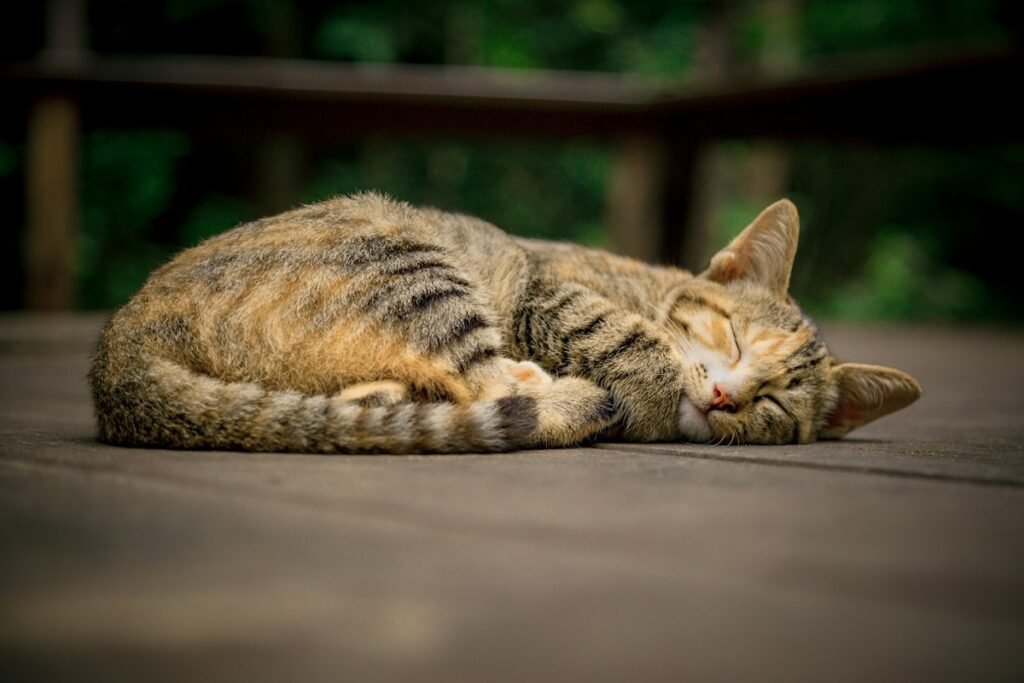 Vitaminas para gatos
