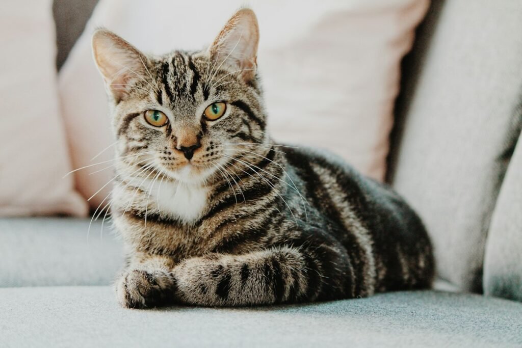 Vitaminas para gatos: quando o suplemento é realmente necessário