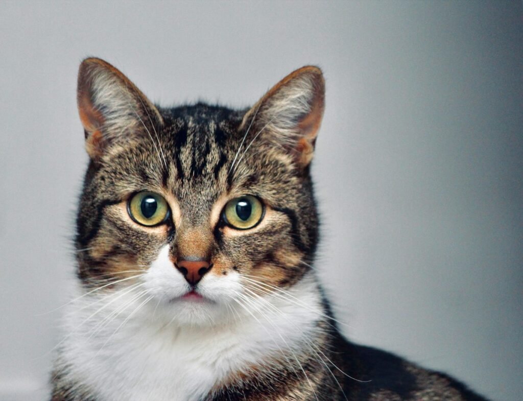 Vitaminas para gatos