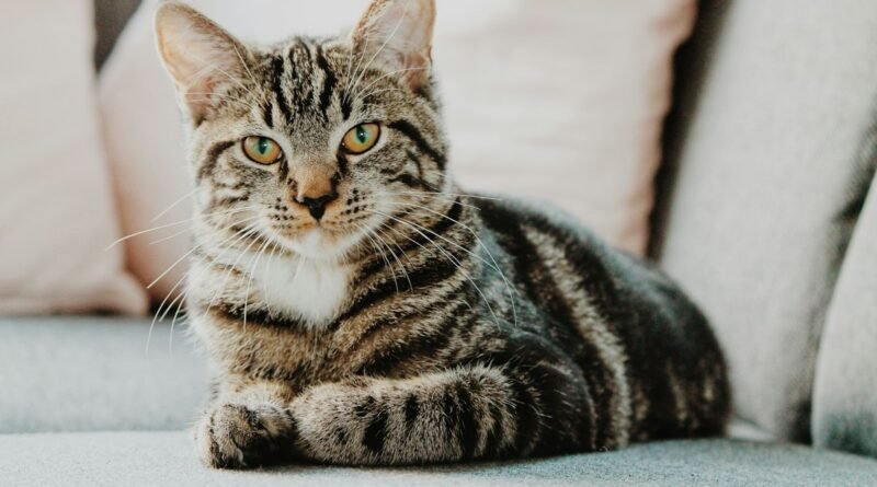 Vitaminas para gatos: quando o suplemento é realmente necessário
