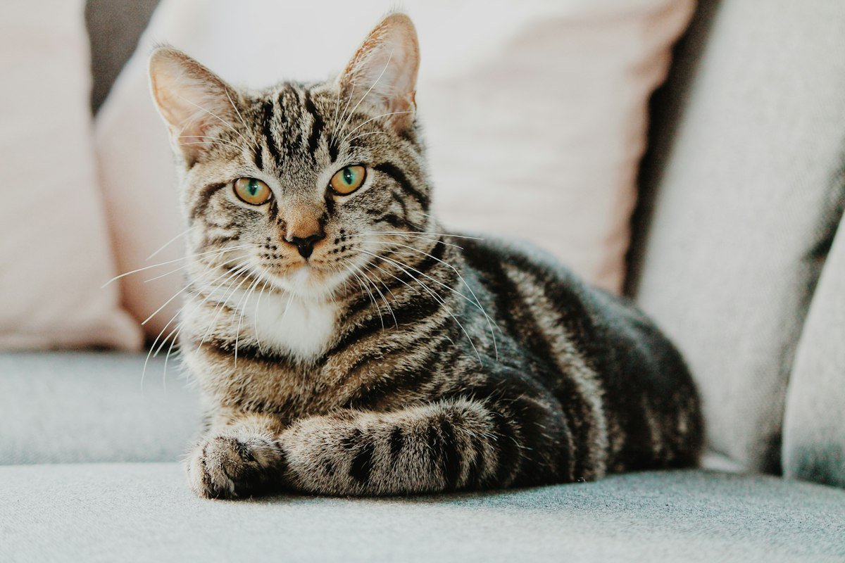 Vitaminas para gatos: quando o suplemento é realmente necessário